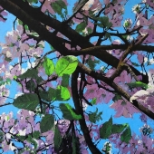 5th Place – Marek Krumpár - "Cherry-tree 2” – www.marekkrumpar.com