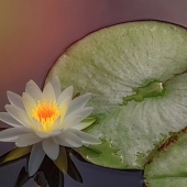 10th Place – Karen Sirnick - "Waterlily at Sunrise” – www.ktsirnick.smugmug.com