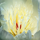 1st Place – Robbi Ling Montgomery - "Hidden” – www.robbilingmontgomeryimages.com