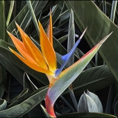 2nd Place - Louise Williams - "Bright Bird” – http://louisewilliamsimages.com