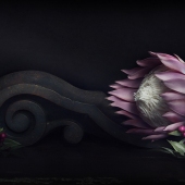 4th Place – Julie Powell - "Protea & Berries” – www.juliepowellphotography.com