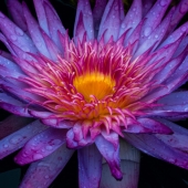 5th Place – Ruth McCully - "Water Lily after the Rain” – ruthmccully@me.com