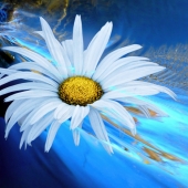 6th Place – Maureen Ravnik - "Daisy Dreams” – www.maureenravnik.crevado.com