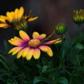 8th Place – Rory Siegel - "A Richness of Nature” – http://rory-siegel.pixels.com