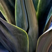 9th Place – Garret Demarest - "In the Park” – www.innervigorations.com