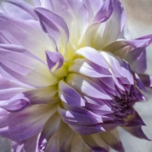 Hon. Mention - Ilona Abou-Zolof - "Purple Dalia” – www.zolof.net