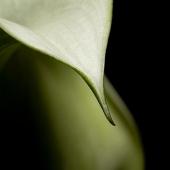 Hon. Mention - Julie Simon - "Calla Lily pt2” – www.juliesimondigital.com