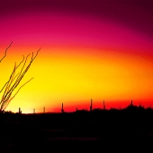 Kat Fox - "Saguaro Scream” – http://www.katfox.com/