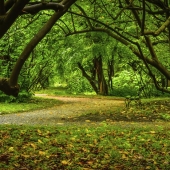 Nathanael Cox - "Paths” – https://www.natecphotography.com/