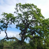 Judy Milsaps - "California Beauty” – judith5886@gmail.com