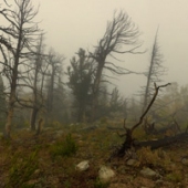 Chacha - "Eldora on a Fall Day” – chachamakesart@yahoo.com