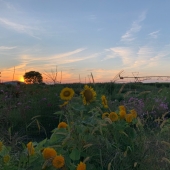 Melissa Jongkind - "Sunflower Field at Sunset” – msjongkind@outlook.com