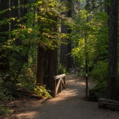 7th Place – Larry Klink‬‏ - "A Path Through the Really Big Trees” – www.earthwatcher.us