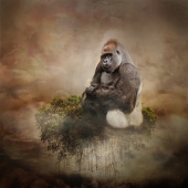 10th-Place-OA-46-pd.-Karen-Waalwyk-–-Face-of-Extinction-The-Gorilla-b