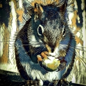 4th-Place-OA-45-pd.-Gareth-Jones-–-Hungry-Squirrel-b