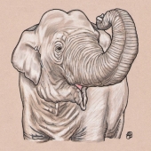 Lokesh Coomar - "Matriarch” - https://www.facebook.com/coomarwildlifeart