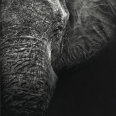 Geraldine Simmons - "Silent” – http://www.geraldineswildlifeart.com/