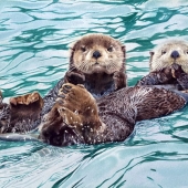 Kong Haoqi - "Sea Otter” – 2544890346@qq.com