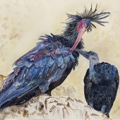 Pamela S Conley - "Northern Bald Ibis Mother and Chick” - wooconley@gmail.com