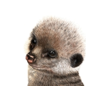 Krista Oremus - "Meerkat Pup” - https://kristaoremus.com/