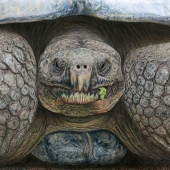 Robert Sena - "Galapagos Tortoise” – robs32812@yahoo.com
