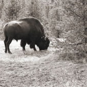 Lynn Thomas – “Grazing” - https://fiveone.smugmug.com/