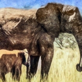 Ilona Abou-Zolof – “Elephant Mum” - http://www.zolof.net/