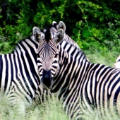 Dan Graveh – “Twins” - http://www.art-il.net/