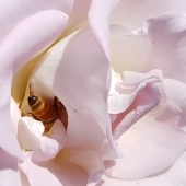 Lisa Freeman-Wood – “Honey Bee” - http://www.instagram.com/lisafreemanwood