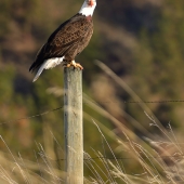 Freddie B. – “Watching the Passersby” - http://www.freddiebphotography.com/
