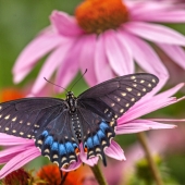 John H Diephouse – “Serendipity” - jdiephouse@gmail.com