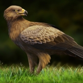 Attila Deak – “Waiting” - www.facebook.com/bird.art.deak.attila/?ref=pages_you_manage