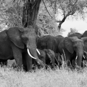 Emilda Jaccard – “Tanzania Elephants” - emildaj@cox.net