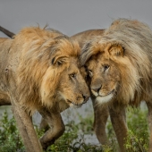 Bernice Fargus – “Brothers” - bernicefargus@gmail.com