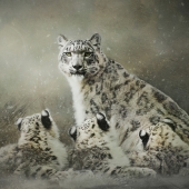 Karen Waalwyk – “Snow Leopard Family” - kwaalwyk@gmail.com