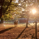 Aruna Mettler – “Stella Sky at Dawn” - https://www.arunadollymettler.com/