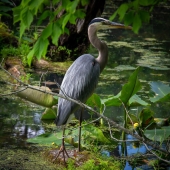 Todd Dieringer – “Gone Fishing” - www.NicolasTodDesigns.com