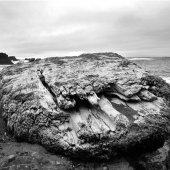 Sy Phelan – “Driftwood” - www.TheArtofSyPhelan.com