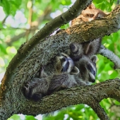 Margaret King – “Cuddles” - https://inmybackyardmargaretaking.squarespace.com