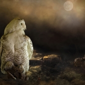 Maureen Ravnik - "Watch Your Back” – http://www.maureenravnik.crevado.com/