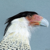 Robert Sena - "Crested Caracara” – robs32812@yahoo.com