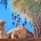 Déborah M.G. Cassolis - "Jamaal amidst the Washintonia fileferas” – http://www.c-deborahs.art.com/