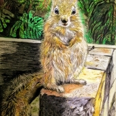 Chen Yongfu - "Curious Squirrel” – 53878427@qq.com