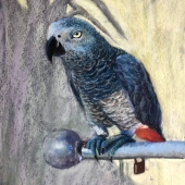 Chi Jeng Hsing – “Gaze” - lucychi0917@gmail.com