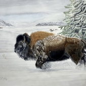 Pamela S Conley – “American Bison in Snow” - wooconley@gmail.com