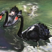 Viola Wanling Chen – “The Black Swans” - violachen2014@gmail.com