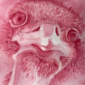 Kirstie Cusens - “Pink Ostrich” - https://cuski.art/