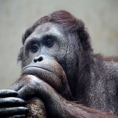 Jennifer Podor – “The Thinker” - http://mcpodphotography.com/