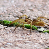 Kevin Callahan – “Shelob” - http://fineartamerica.com/profiles/kevin-callahan.html