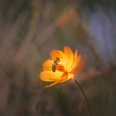 Jill C. Westeyn – “Pollinator's Dream” - www.instagram.com/jillwphotos/